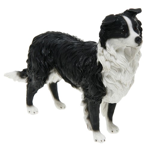Standing Border Collie Sheepdog